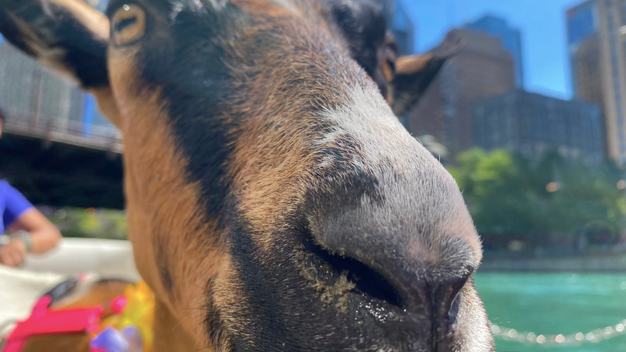 Goats afloat: ComEd thanks brush-eating critters with Chicago River cruise