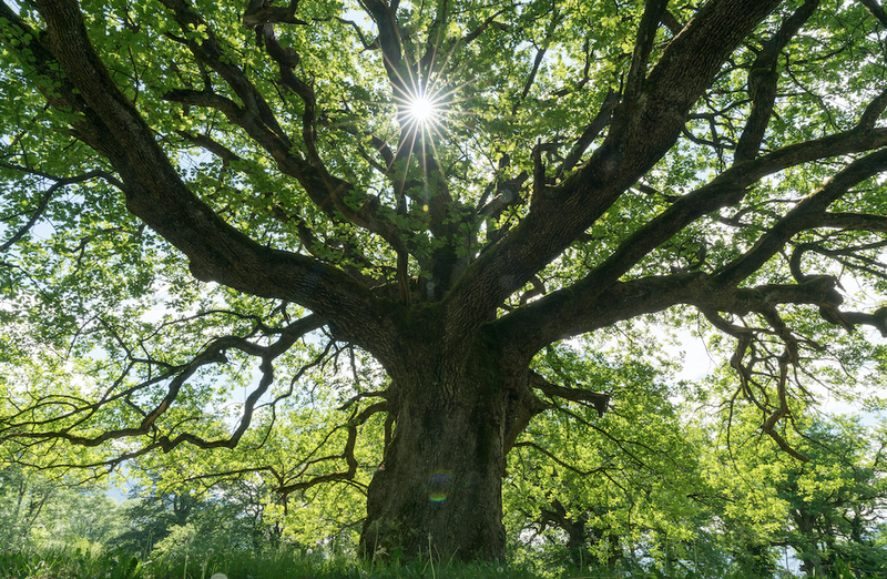 oak tree