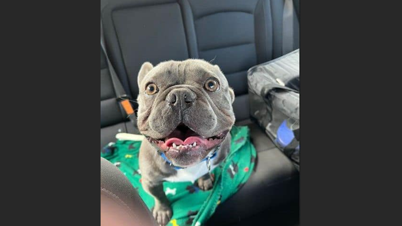 Stolen French bulldog found in AZ, joyously reunited with Bay Area family