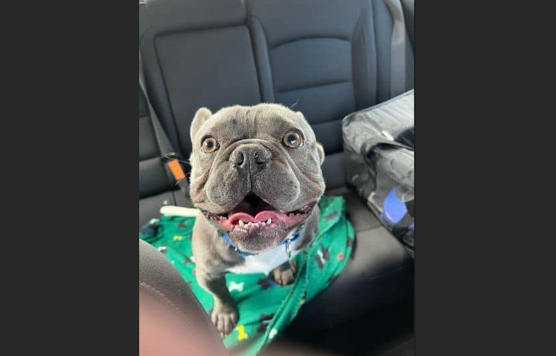 Bruno, in the car on his way to the airport, was safely returned to his family.
