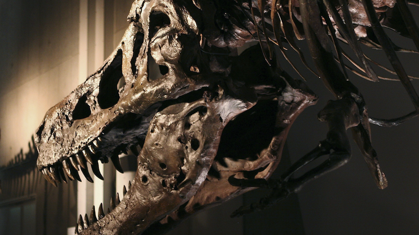 Was SUE the T. rex male — and gay? New study raises questions