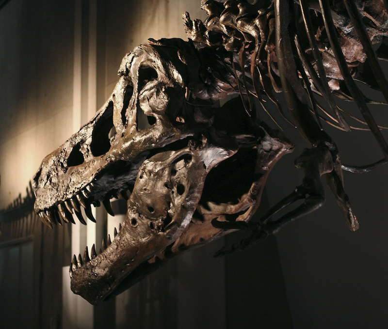 SUE the T. rex
