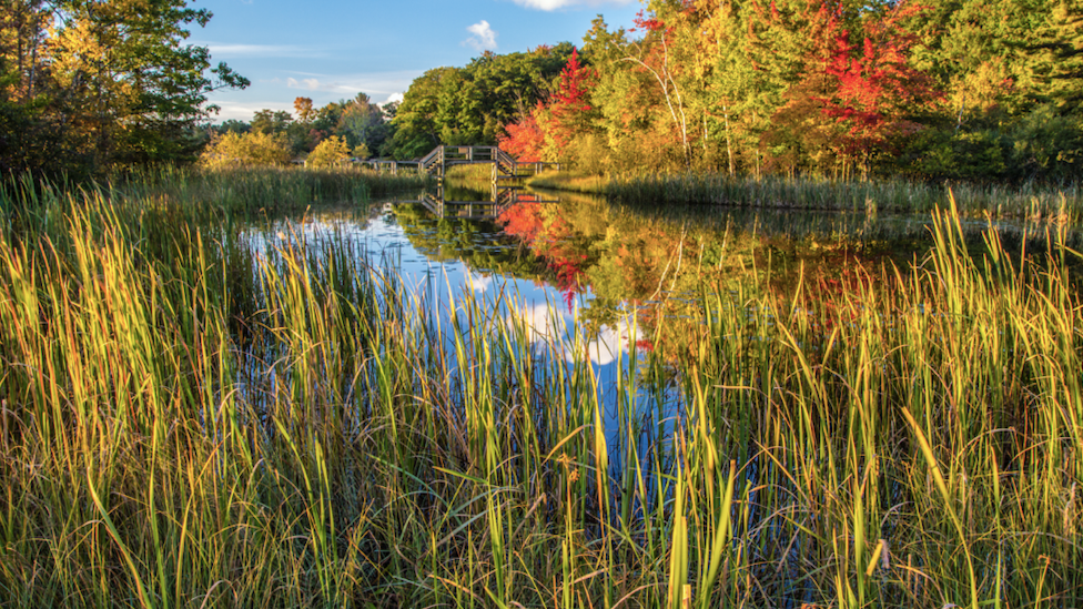 Environmental group focuses on wetlands restoration
