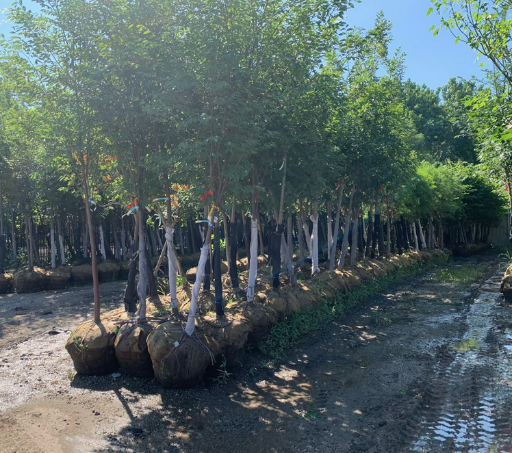 trees