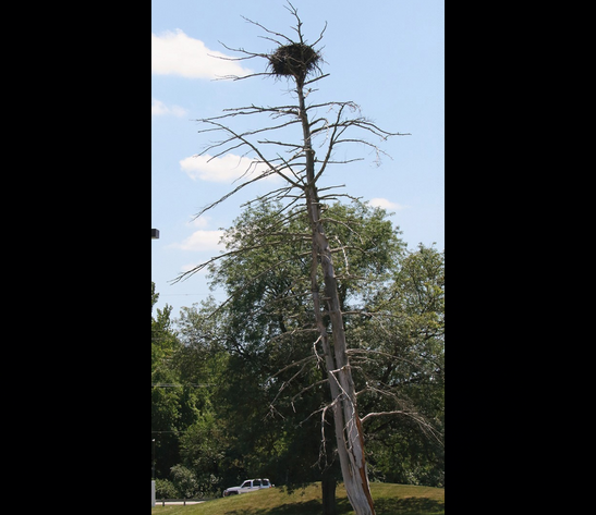eagle nest
