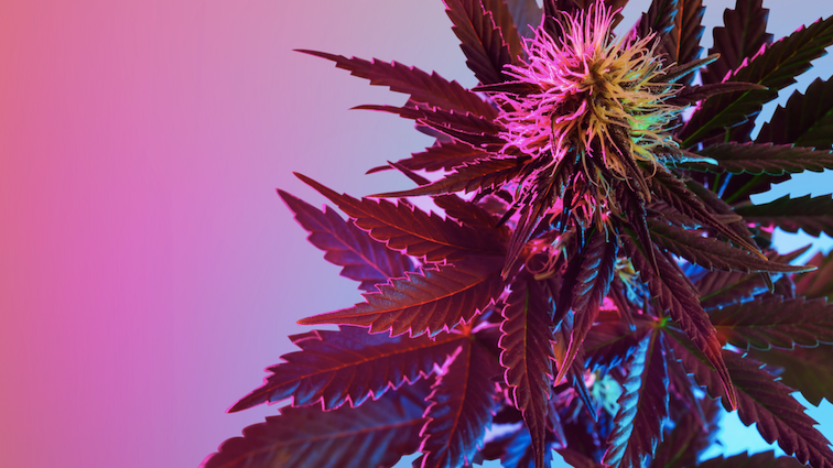 City college offers extensive cannabis program