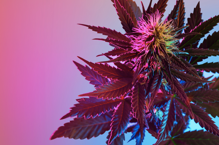 cannabis