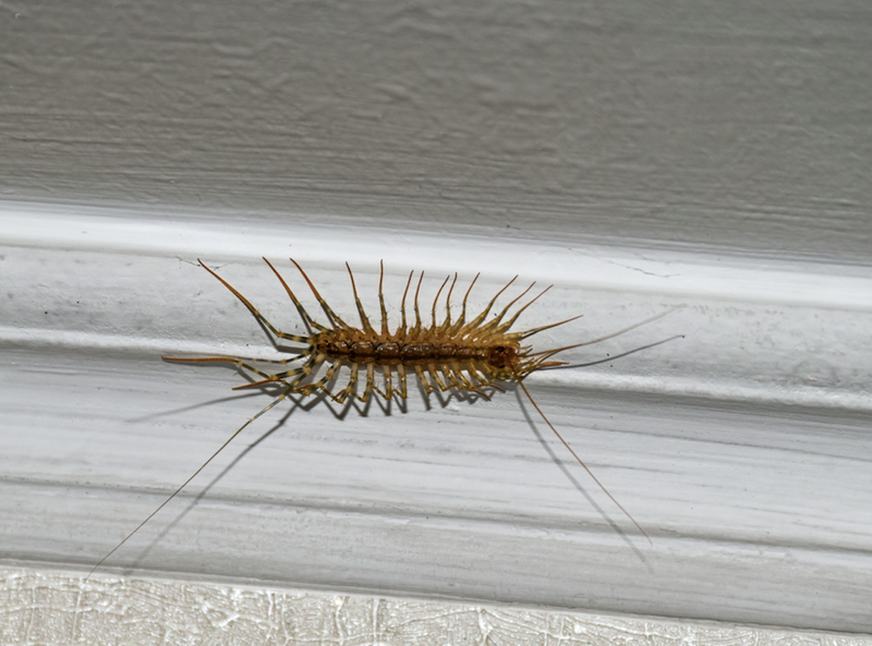 centipede