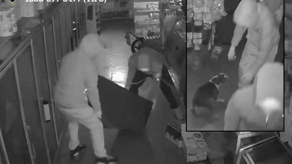 Burglary crew steals ATM machines, dog in spree across Brooklyn, Queens