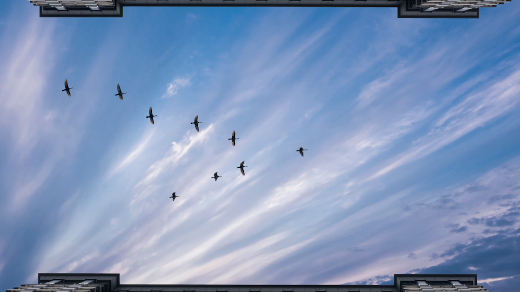 Group offers solutions for Chicago's problem with migratory bird collisions