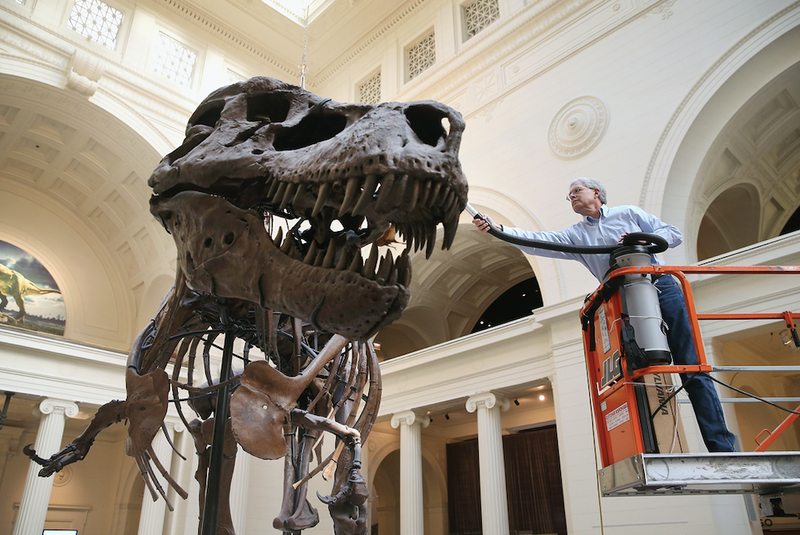 SUE at Field Museum