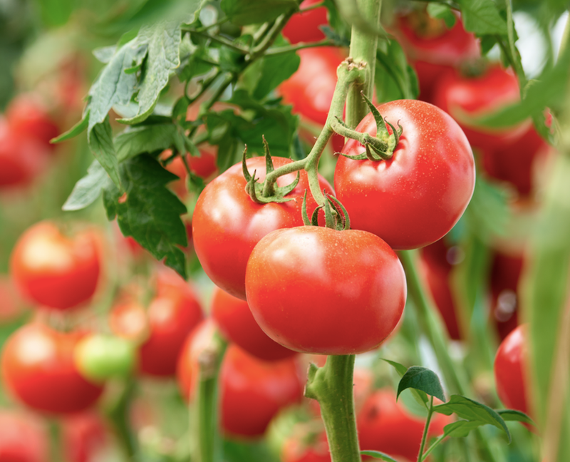 tomatoes
