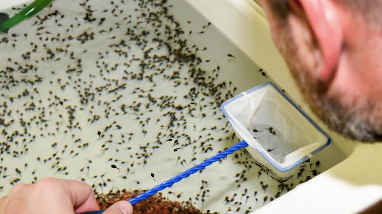 Special delivery from Brookfield to Puerto Rico: 8,204 tadpoles
