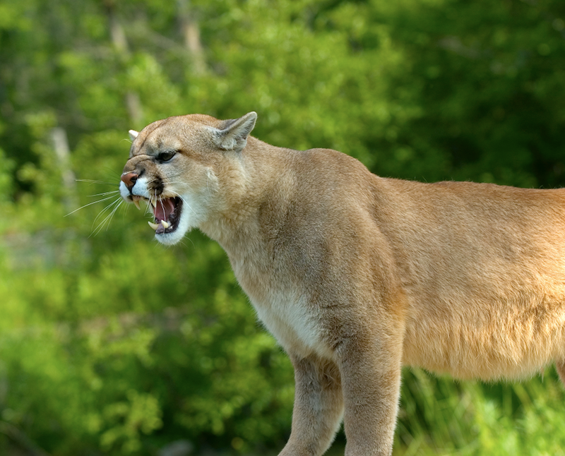 cougar