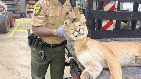 Cougar fatally struck along I-88 in far west suburbs: state police