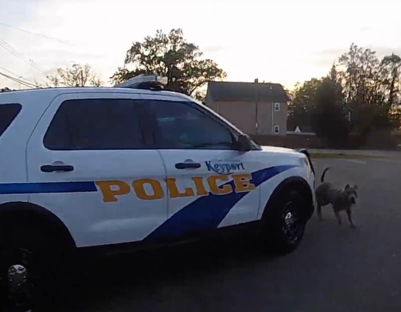 New Jersey dog owners are facing charges after their dog "aggressively" chased and was shot at by police on Saturday night. 