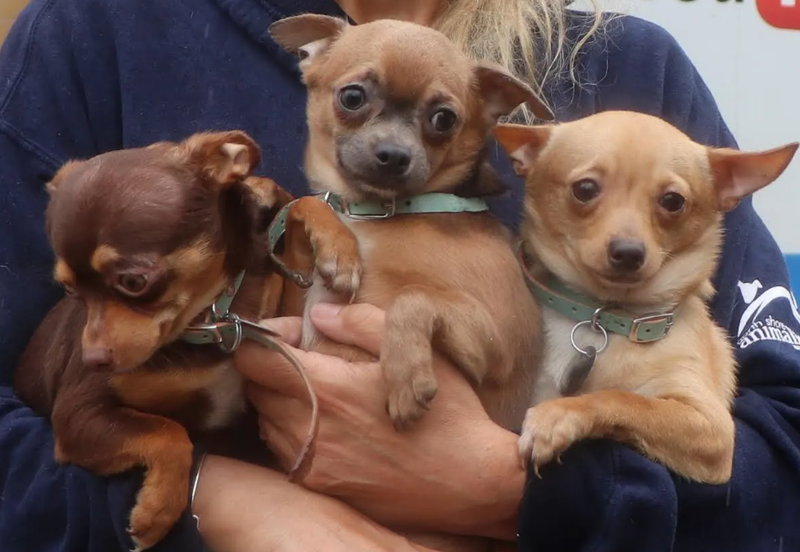 North Shore Animal League America