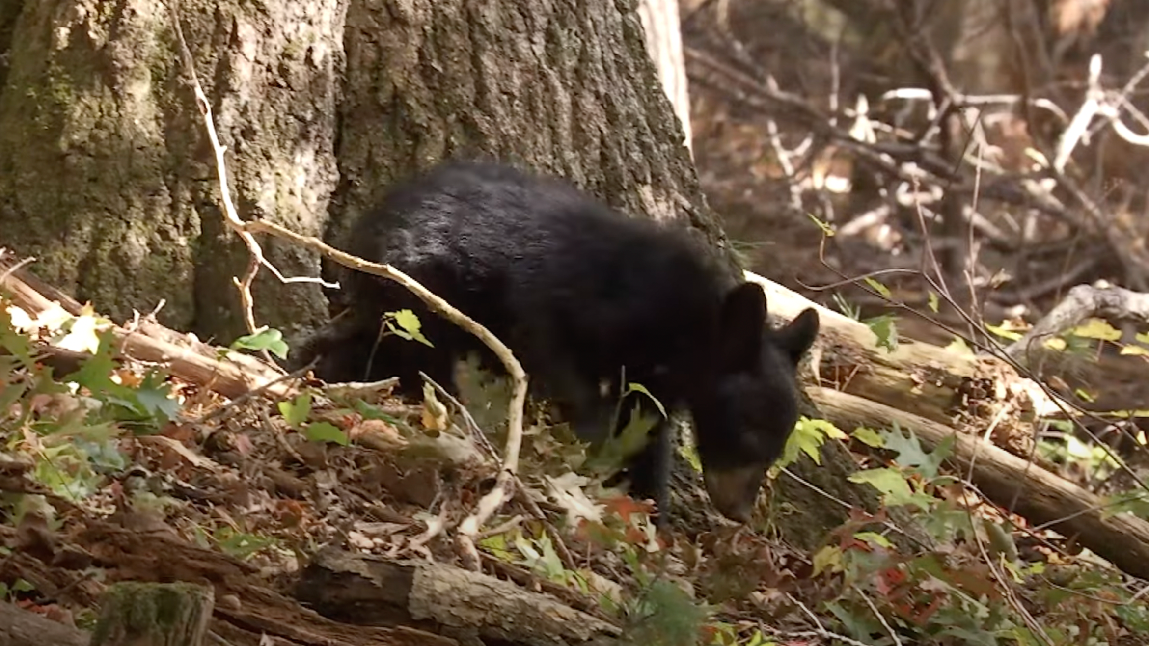 4 black bear cubs killed in NJ town: report