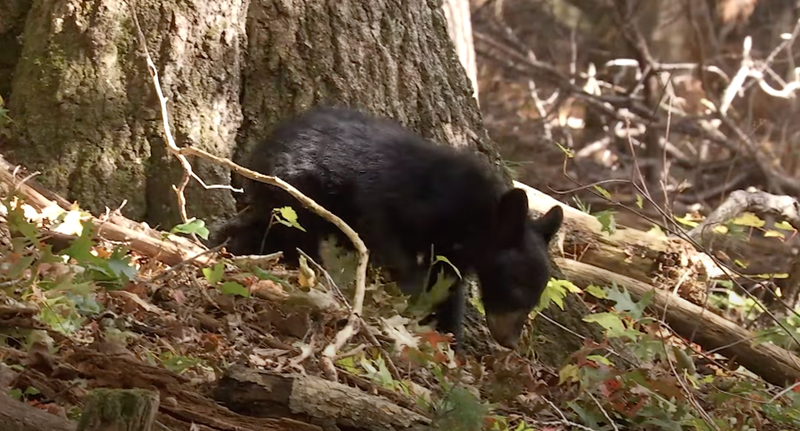 Black bear cub