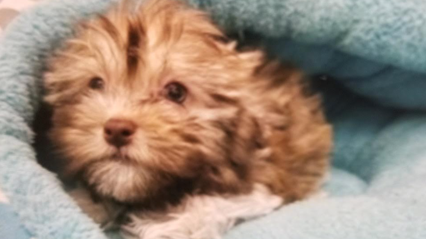 Cops looking for man whole stole puppy from LI pet store