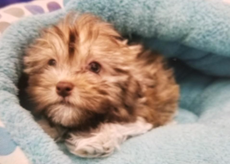 Puppy stolen from Long Island pet shop.