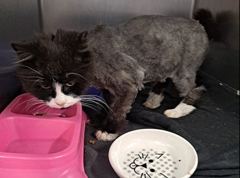 Mimi the cat who was found 10 years after going missing