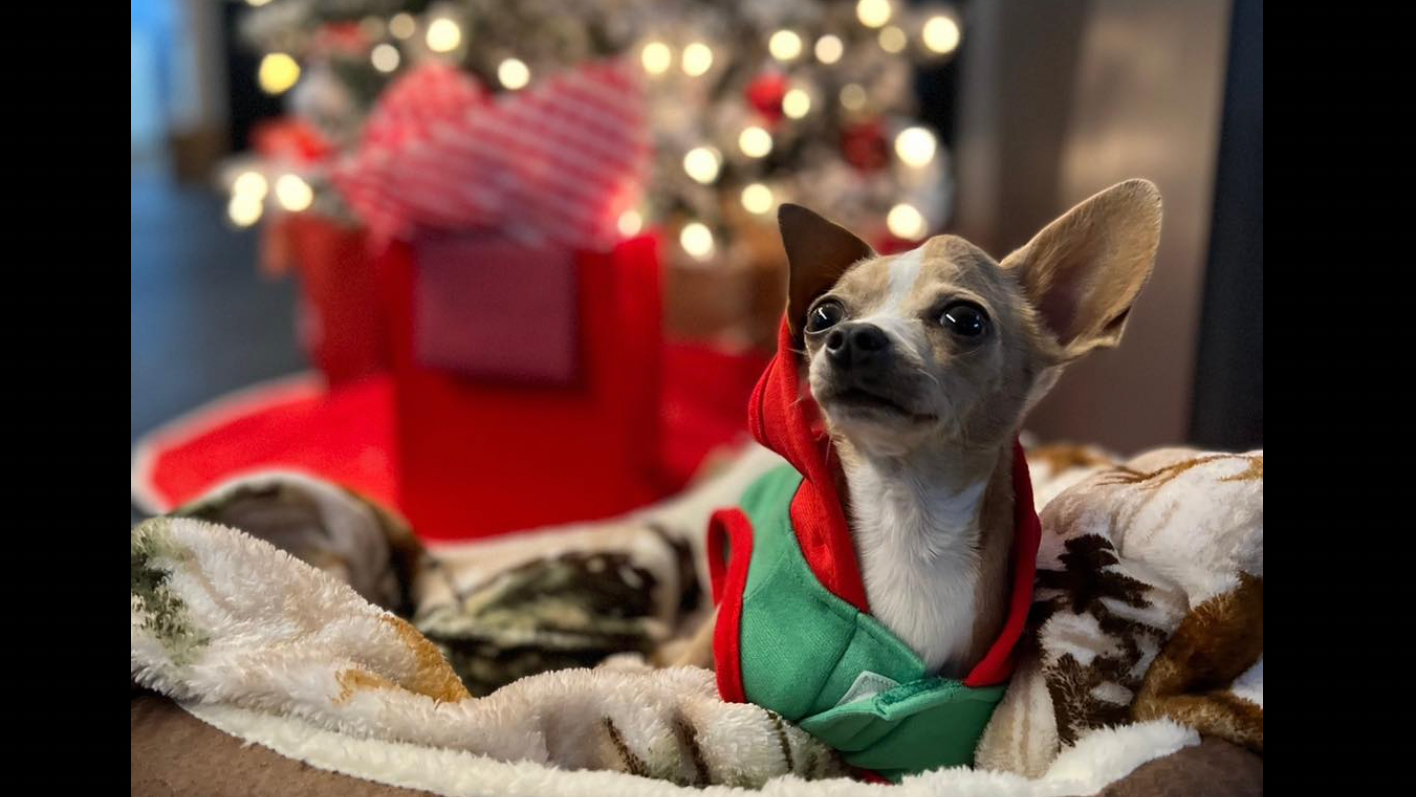More than 50 Chihuahuas rescued from East Bay home now up for adoption