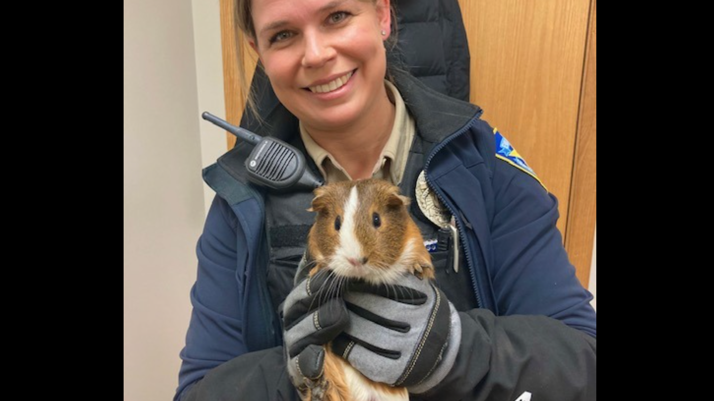 Abandoned guinea pig found in Evanston park; its name is Macchiato