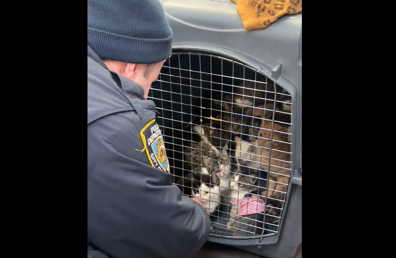 NYPD officers saved 21 kittens from a locked Manhattan van Saturday morning.