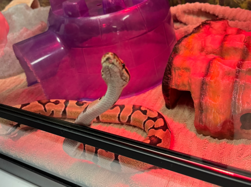 Sir Hiss, a ball python, was discovered on Friday inside a store in the Diamond District.