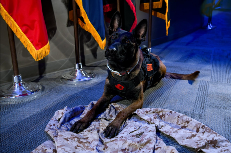 service dog
