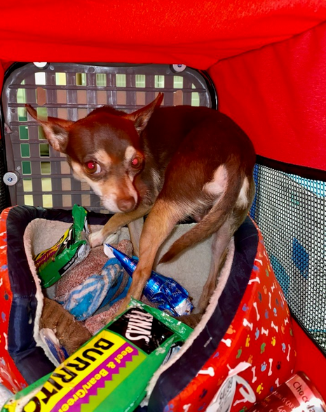 Chihuahua survives with frozen burritos, ice-cream cones