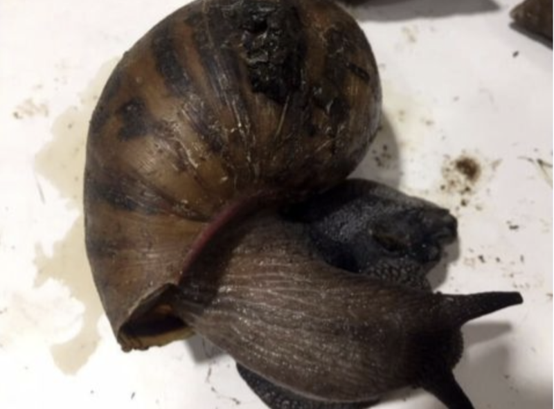 snail
