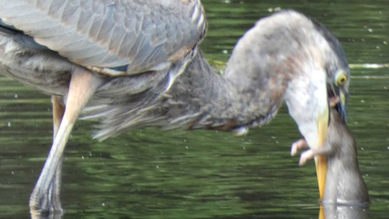 VÍDEO: Garza de Central Park se come a una rata para alegría de algunos neoyorquinos