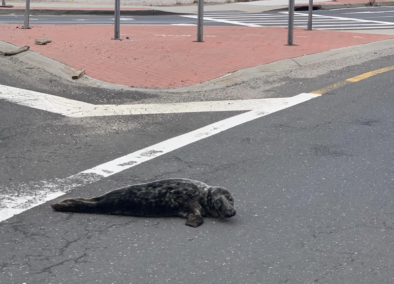 Seal rescue