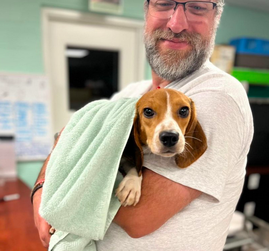 beagles