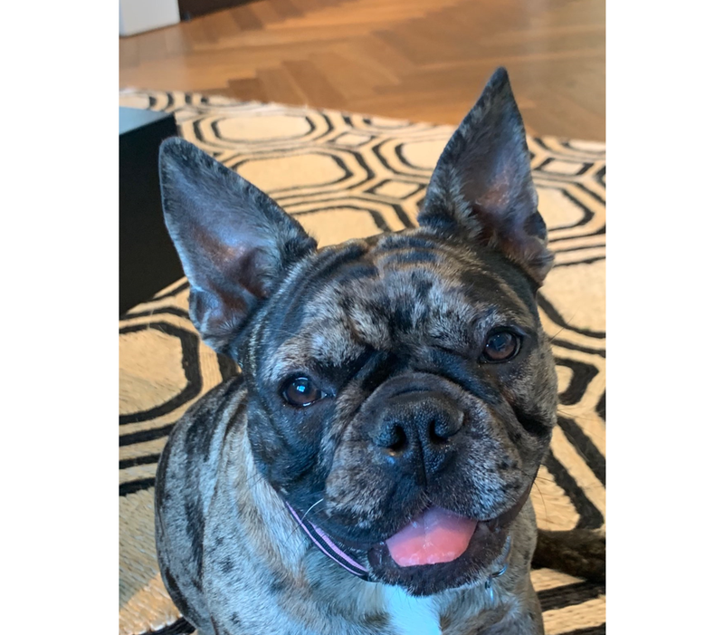 A French bulldog has been stolen in broad daylight in San Francisco’s Marina District. 