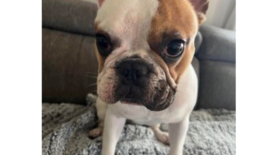 Woman robbed at gunpoint of French bulldog, purse, car in Castro Valley