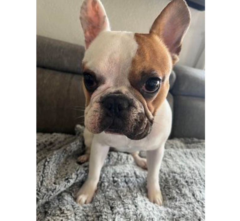 A woman and her mother have been robbed at gunpoint of their French bulldog in Alameda County, continuing a string of pet robberies across the Bay Area.