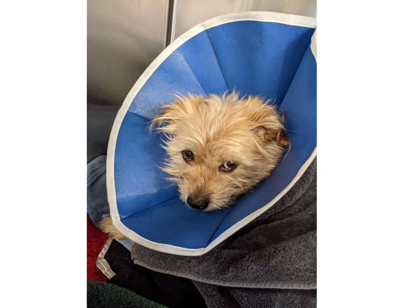 The Terrier mix dog pictured after undergoing emergency veterinarian care.