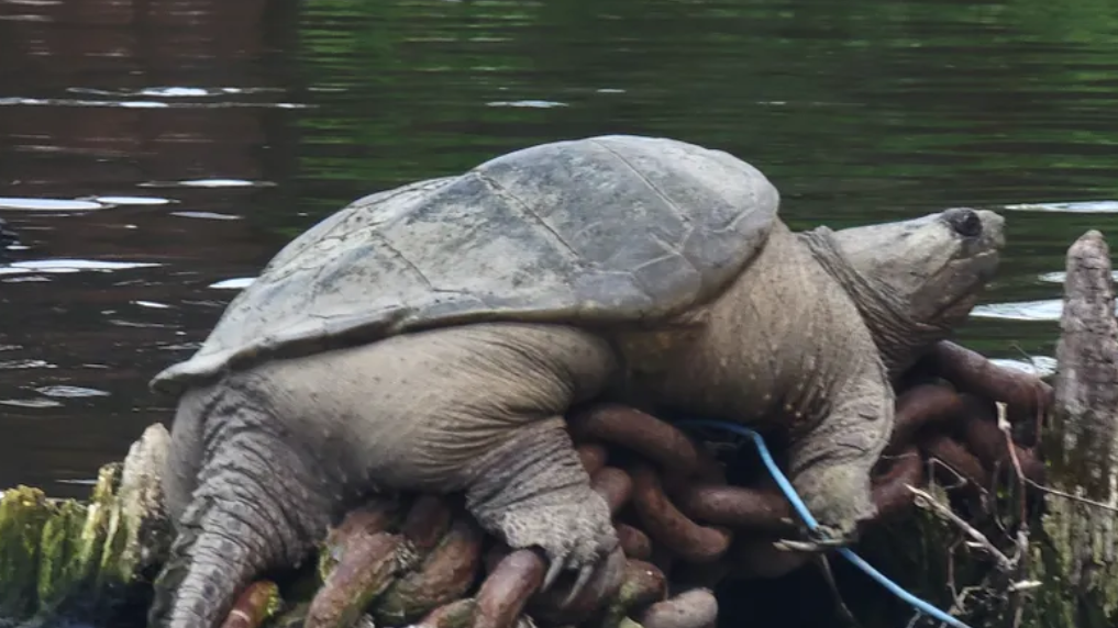 The viral 'chonkosaurus': Nature is making a comeback