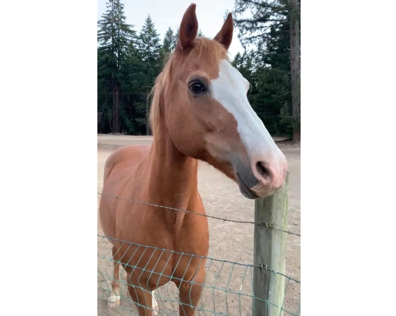 "Buddy" was discovered shot in his pasture in western Sonoma County on Monday.