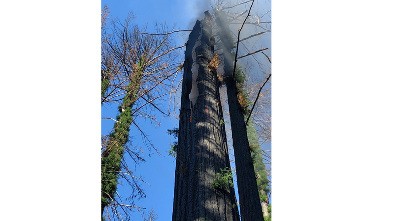 Images of the smoldering tree were shared on social media.