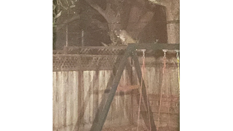 Mountain Lion spotted prowling in San Mateo man's backyard