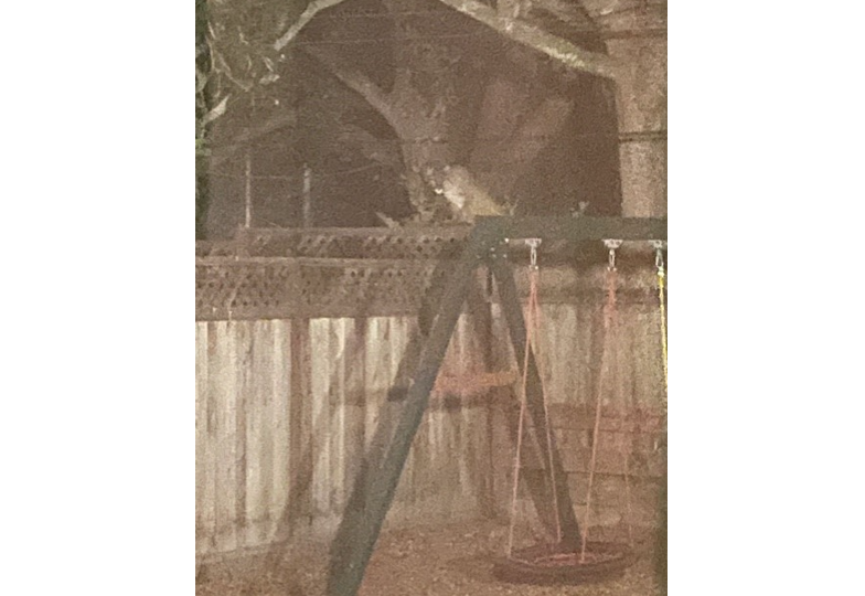 A mountain lion was spotted in the backyard of a residence on the 500 block of Bucknell Dr.