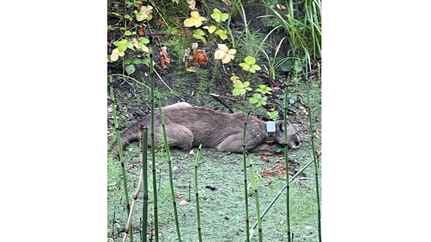 Mountain Lion tranquilized and removed after locking down 2 North Bay schools
