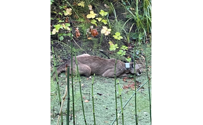 A mountain lion caused two Rohnert Park middle schools to go on lockdown on Monday morning.