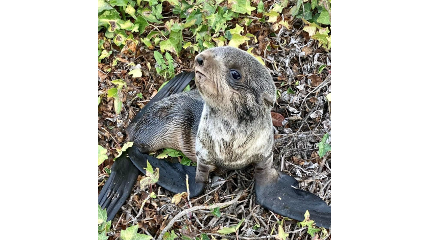 PHOTOS: Adorable baby seal saved from North Bay traffic
