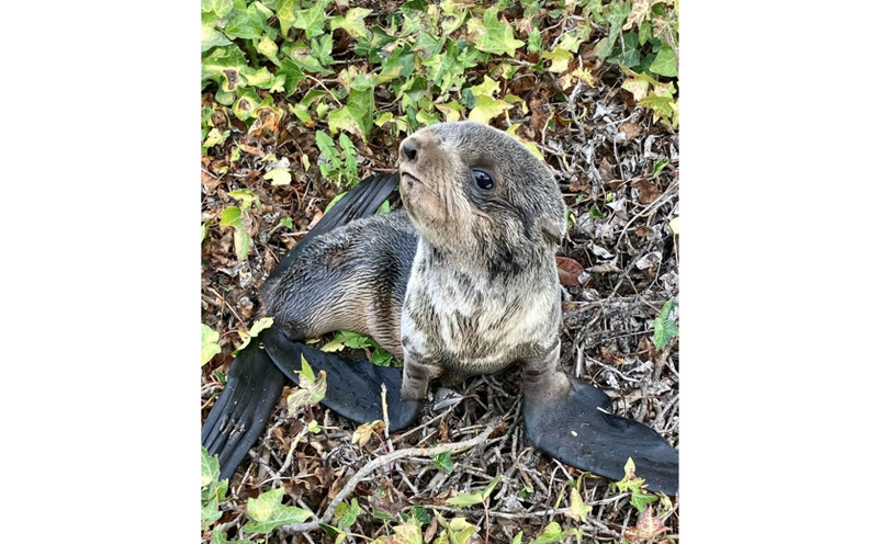 "Ivy" was rescued from a San Rafael roadway on Saturday.
