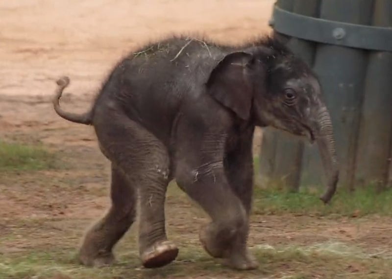 Fort Worth Zoo welcomes baby elephant
